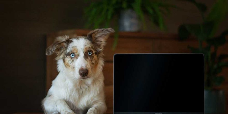 dog looking at a computer screen